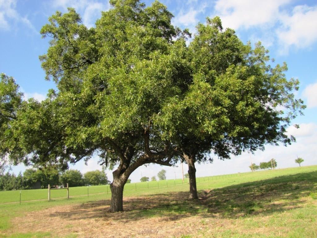 Blue Ridge - Residential Lease