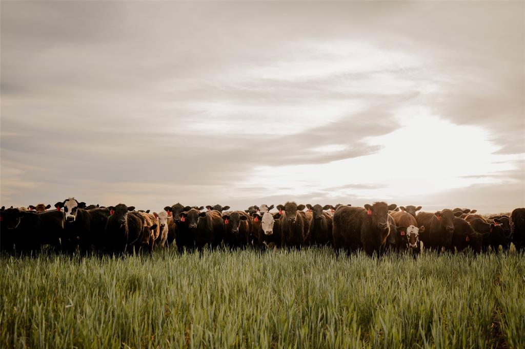 A0058 191 BBB AND C  TRACT 4 - Farm