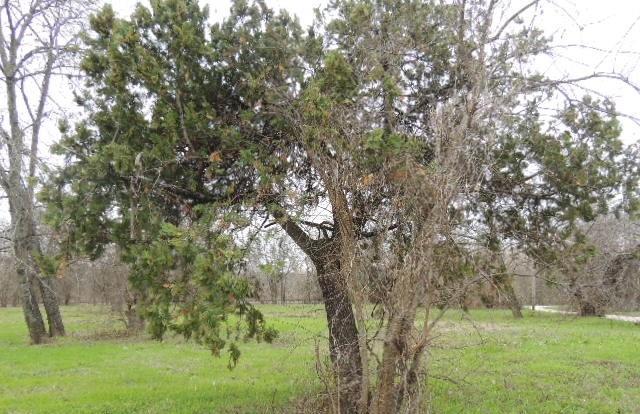 Orig Town Of Greenville - Land