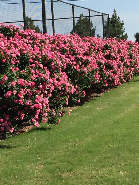 El Prado Estates - Residential