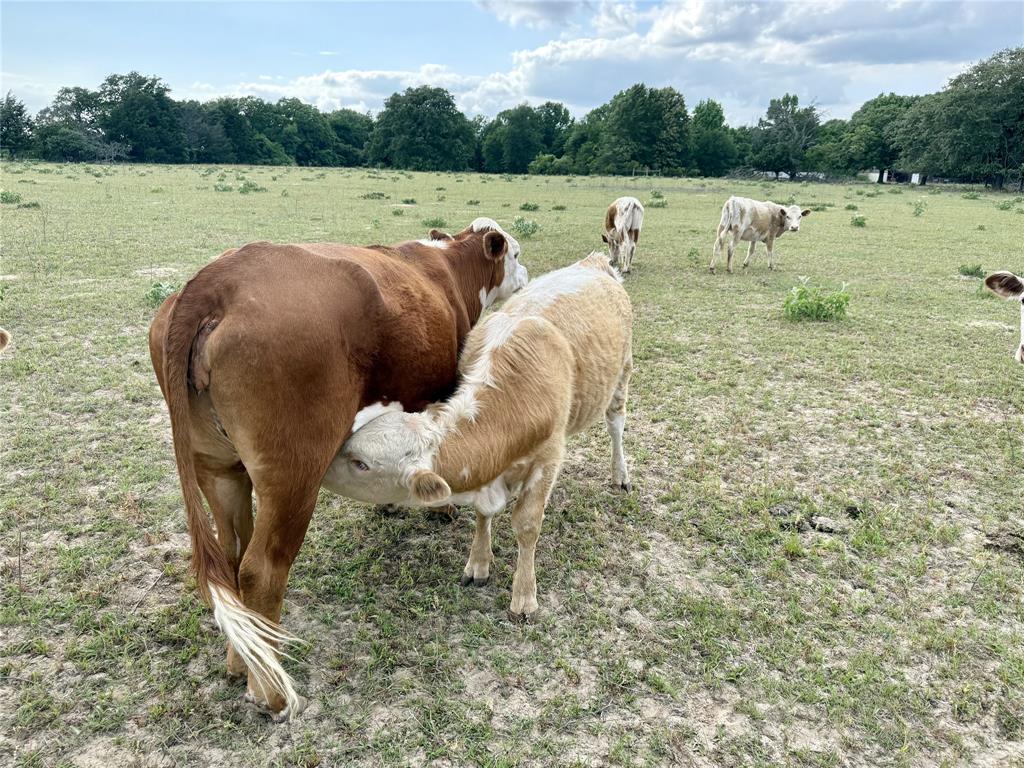 ABST: 767, SUR: W F SPARKS - Commercial Sale