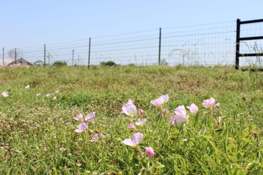 J Lessly Surv Abs #744 - Land