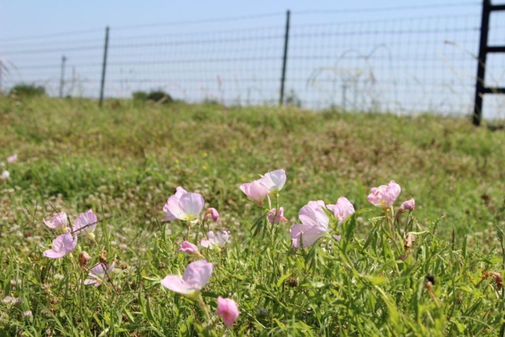 J Lessly Surv Abs #744 - Land