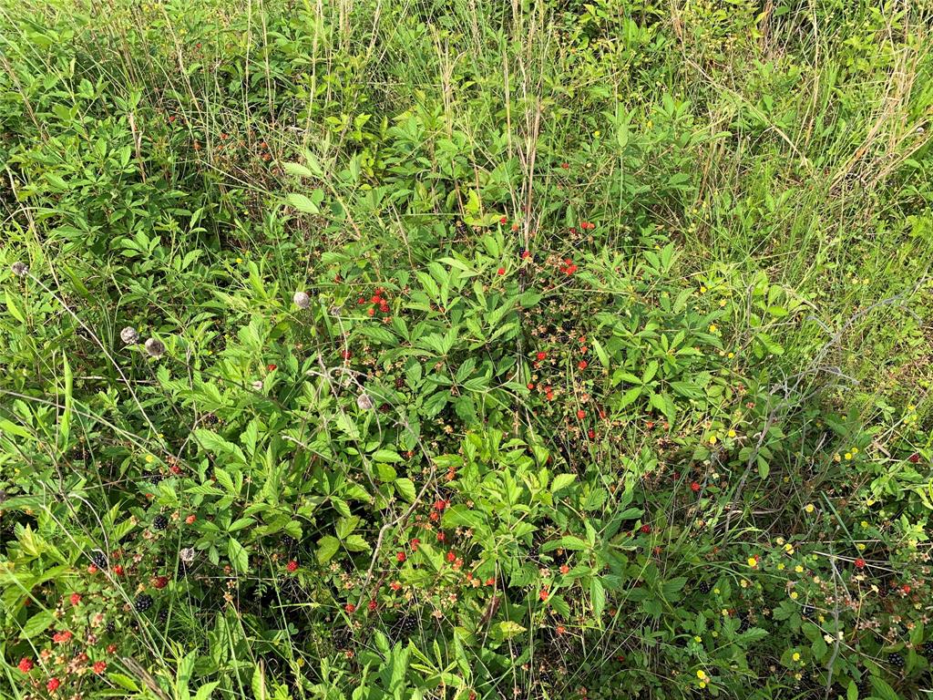 Phillip Mason Survey, A-502 - Land