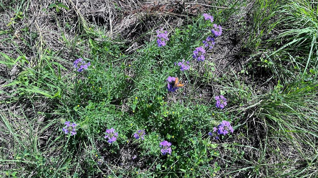 H Kattenhorn Surv A-672 - Land