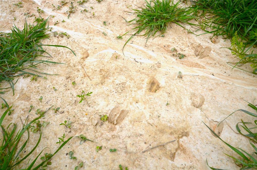 The Reserve at Shadle - Land