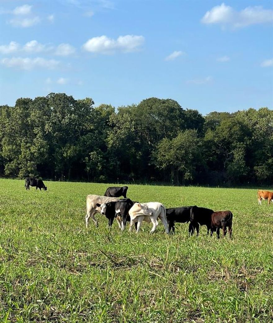 Just 1.25 hours south of Dallas, 207 acre Ranch for only $14,493 an acre. This parcel in addition to 2 more (121514 and 121579), 3 parcels total, will ONLY be sold together. The listing price is for all 3.  Please see MLS#21156654 for land only info. A nice mixture of cultivated and wooded land with a seasonal creek. Property produces income with the following: $800 year for a windmill contract  $12,000 year farmer tenant and past interest of natural gas utility easement. Beautiful property with a 3 bedroom 2 bath home that $4K annual is less than 6 years old. Room for a pool, basketball court, Texas Longhorns, Koi Pond, swings, horses. All information is deemed reliable, but not guaranteed.