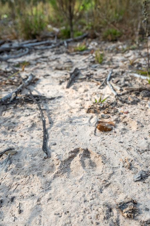 Logansport, Louisiana 71049, United States, ,Land,Active,245198