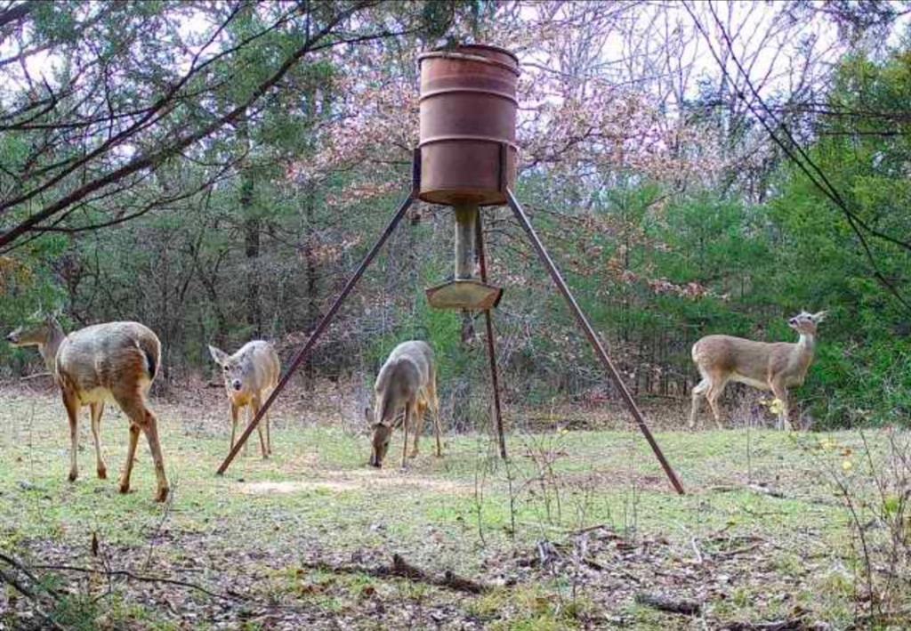 L.B.Ham A-G0554 - Land