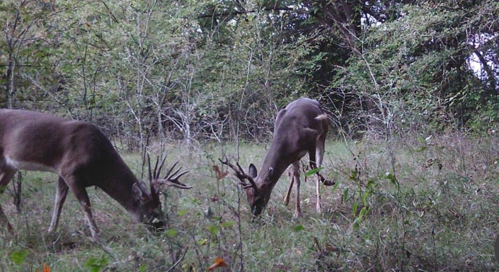 L.B.Ham A-G0554 - Land