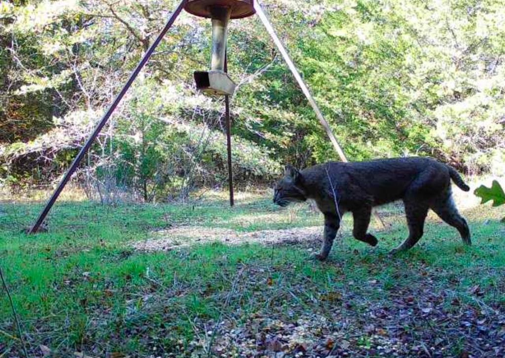 L.B.Ham A-G0554 - Land