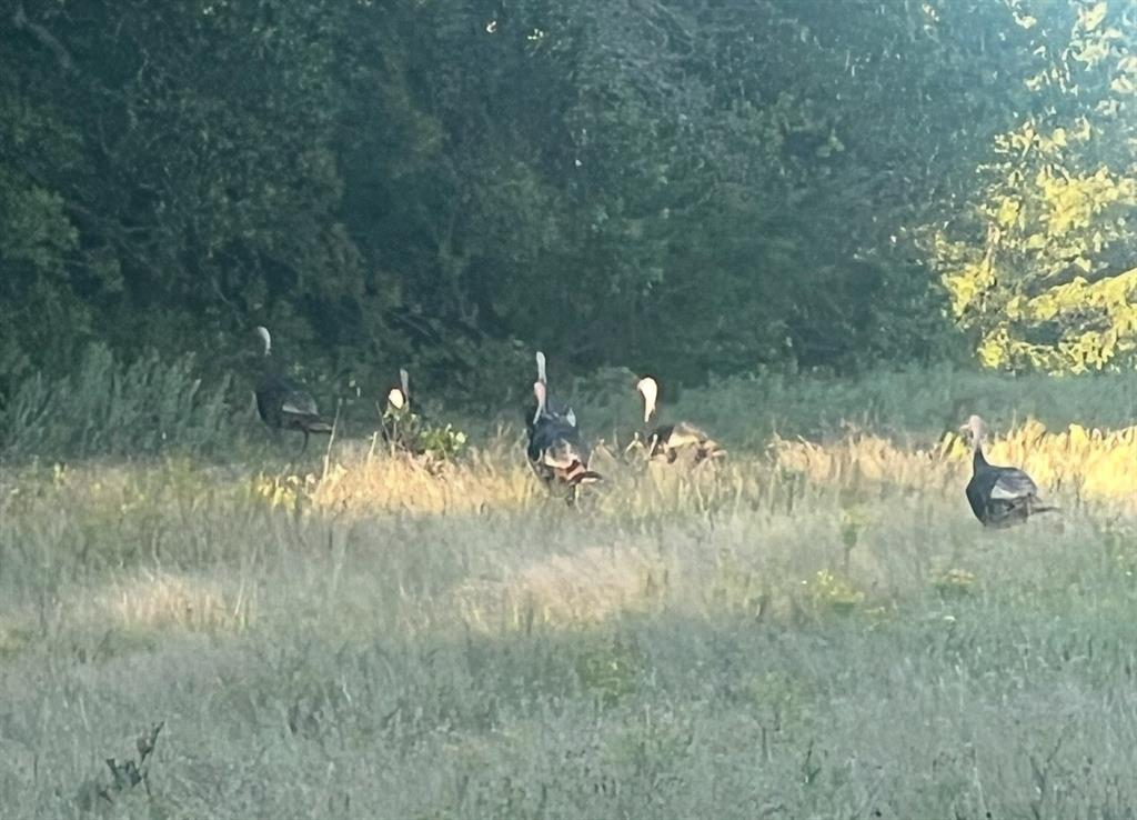 L.B.Ham A-G0554 - Land