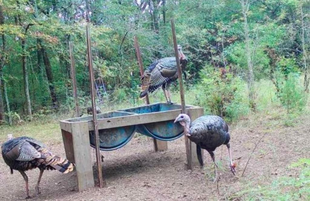 L.B.Ham A-G0554 - Land