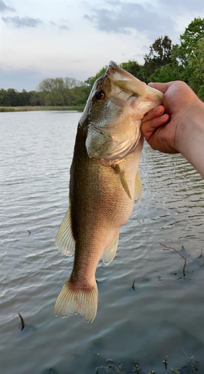 L.B.Ham A-G0554 - Land