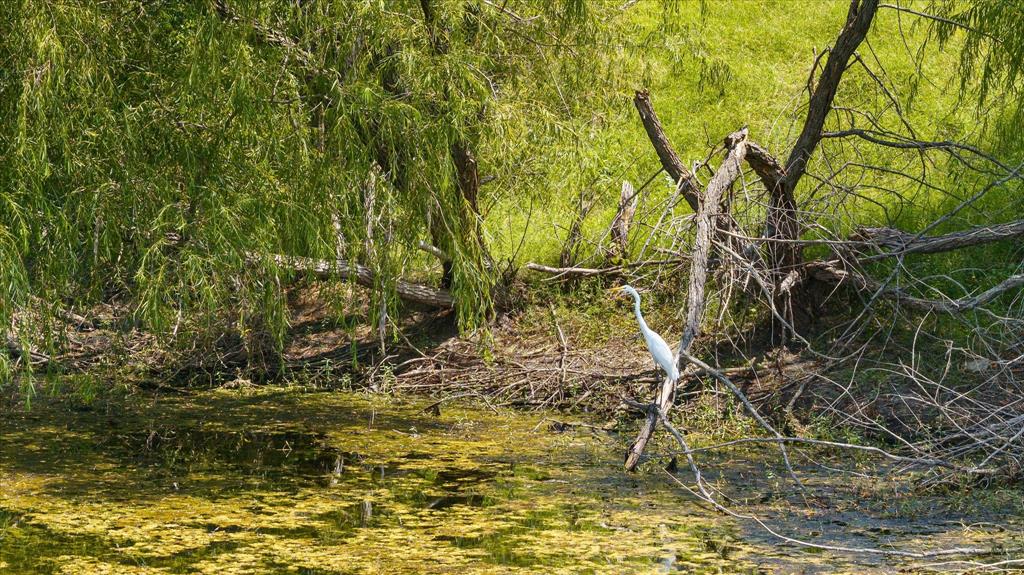 Sanctuary Oaks - Land
