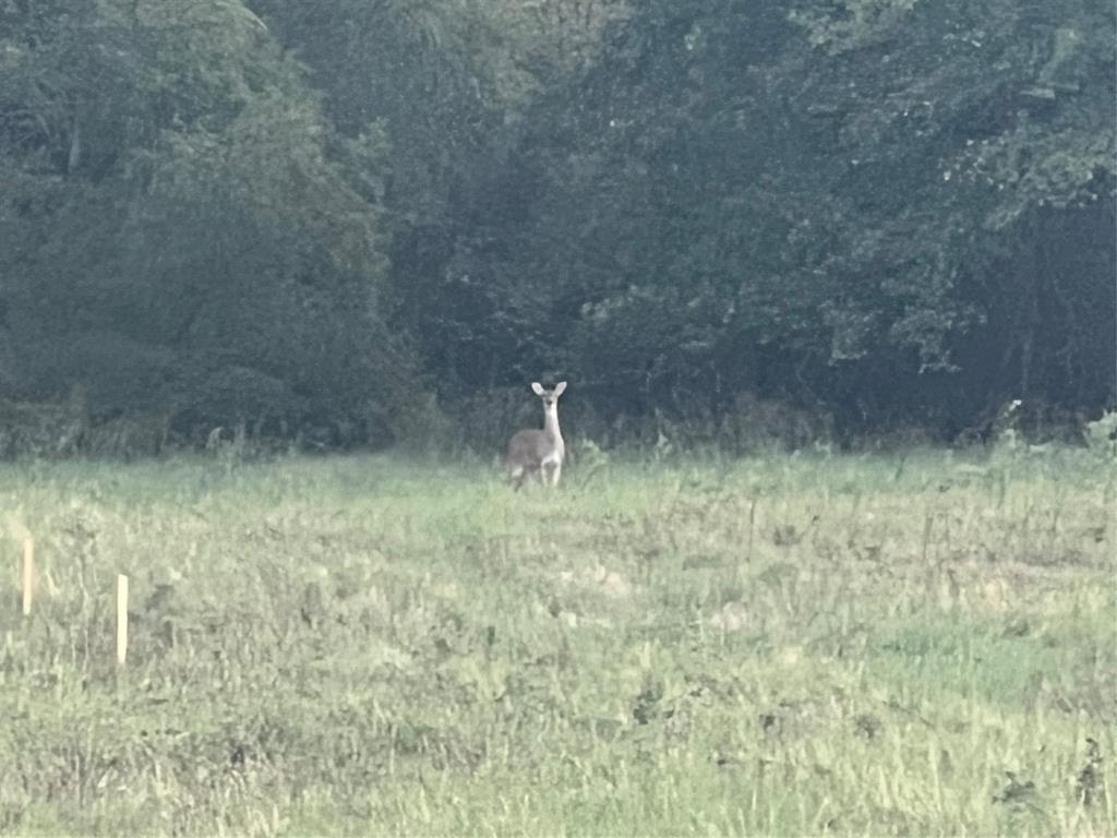 Monarch Manor - Land