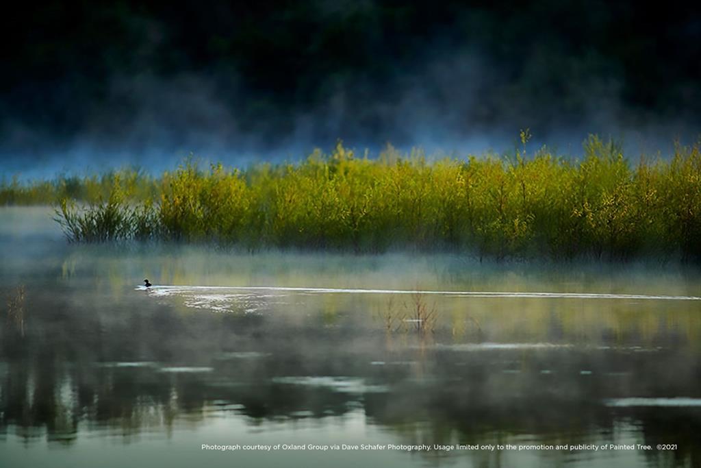 Painted Tree - Residential