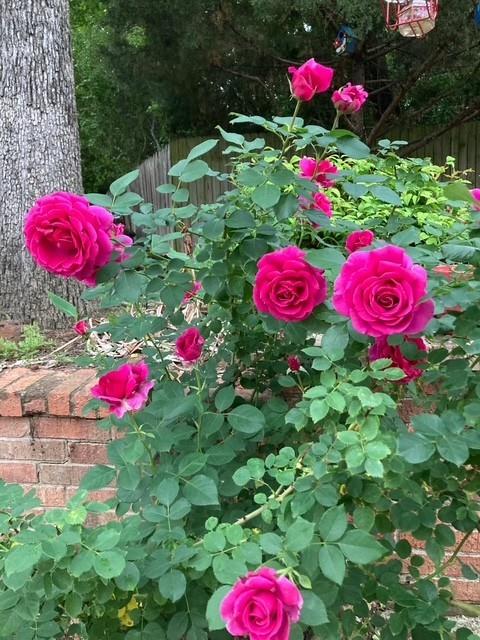 Cliffs The - Residential