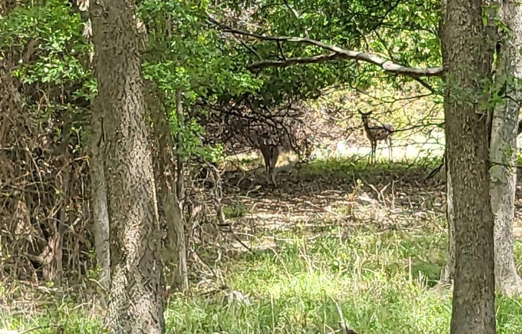 White Bluff #19 - Land