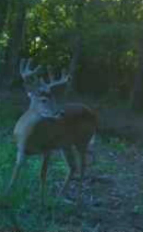61.32 acres County Road 3417