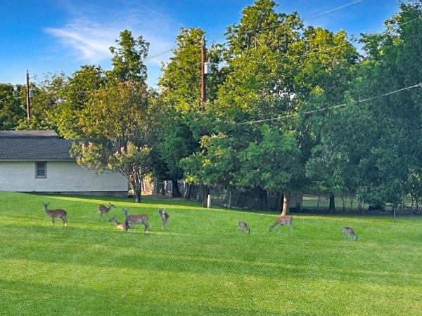 100 Coronado Trail