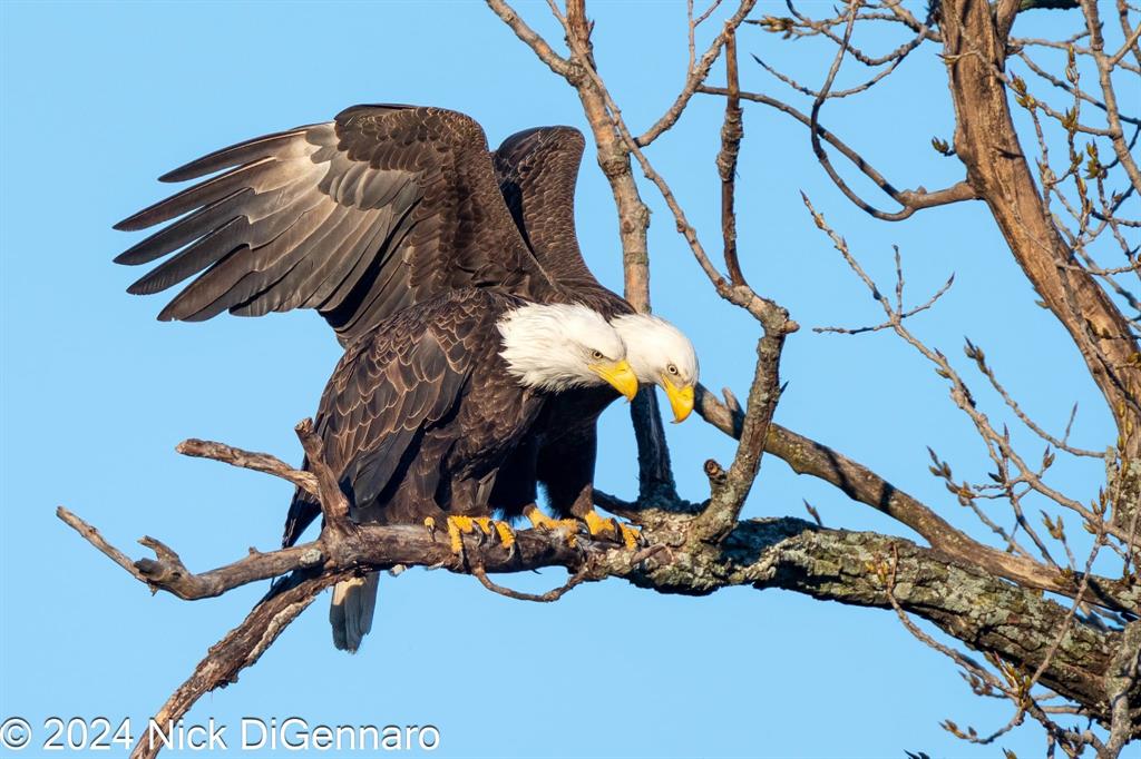 Lake Highlands Rev - Residential