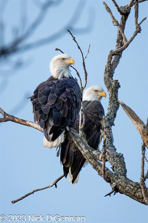 Lake Highlands Rev - Residential