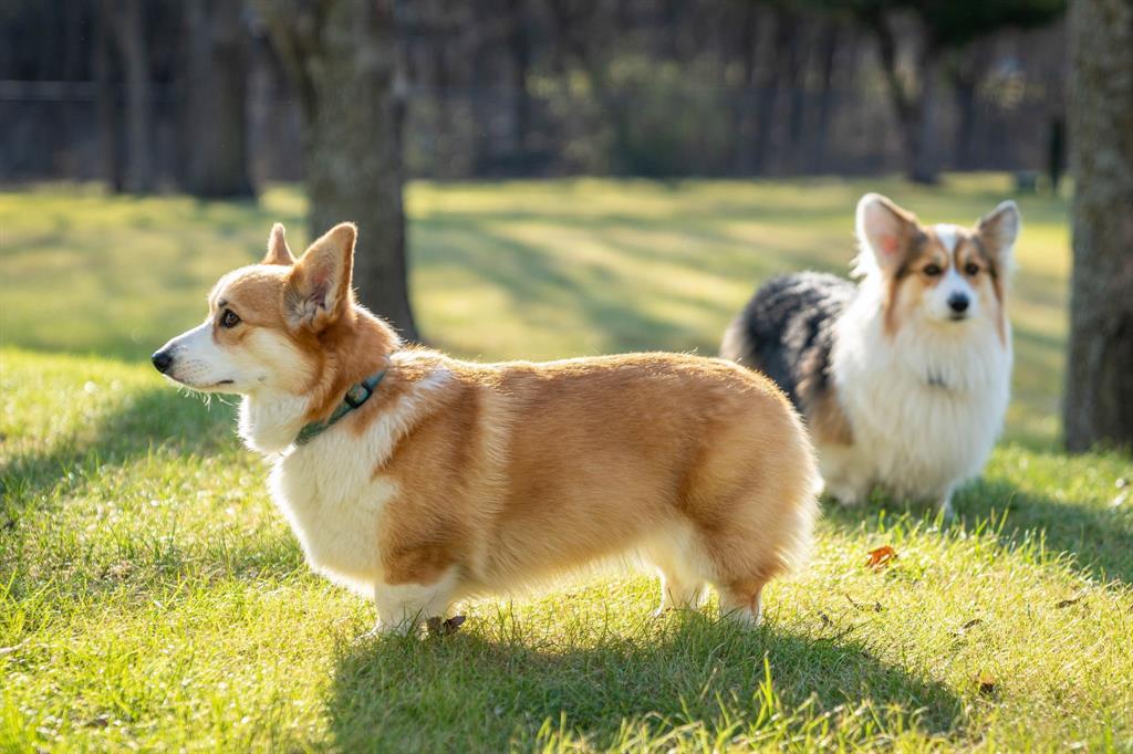 Coelen - Residential