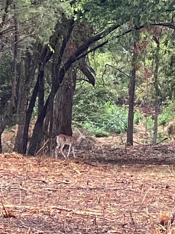 No Subdivison - Land