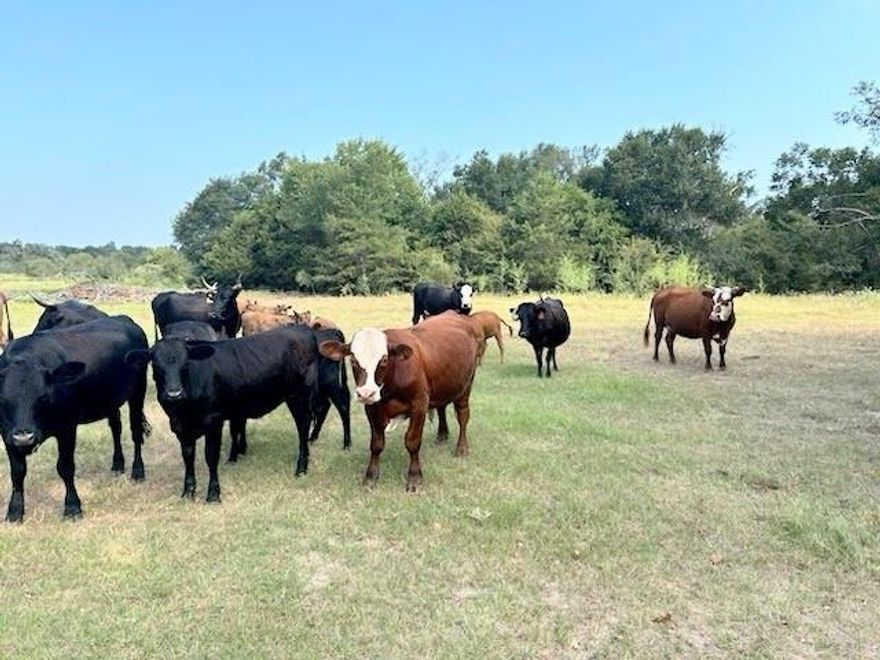 Peaceful 16 and a half acres located in Teague and priced to sell.  Plenty of wide open acreage to build a home or have your cattle and horses roam.  The land is mostly level but slightly rolling and is cleared with some trees throughout and along the perimeter.  Two sides are fenced and there is a pond in back with plenty of fish! Land is located down a private easement. Please schedule an appointment for your personal showing. Thank you.