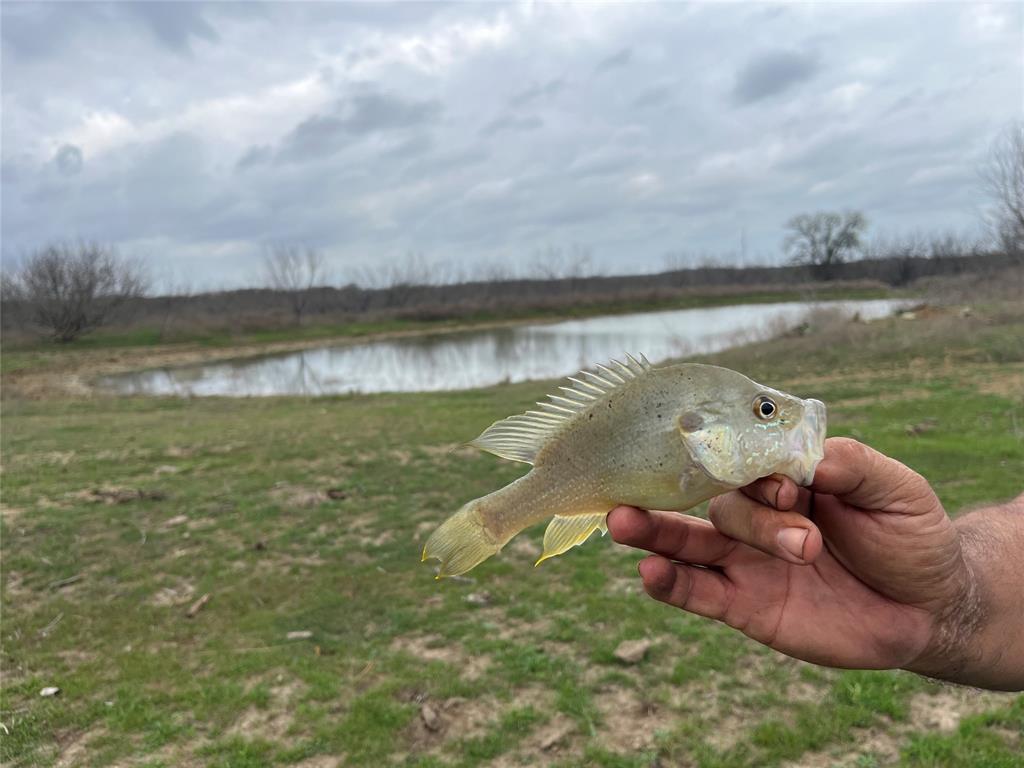 D. Dykes Ann Cox - Farm