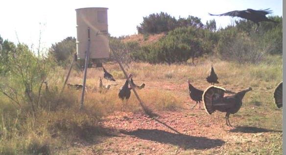 Taylor Ridge Estates - Land