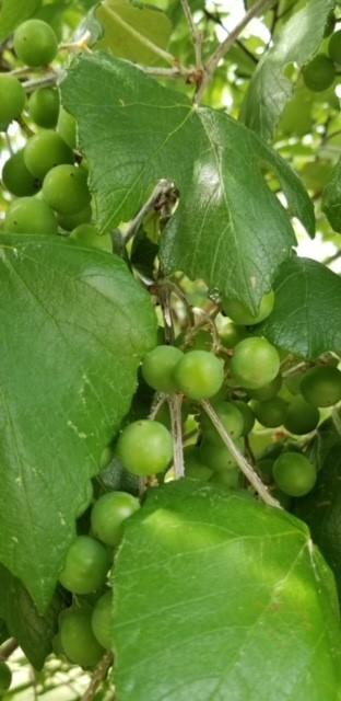 Suburban Estates - Farm