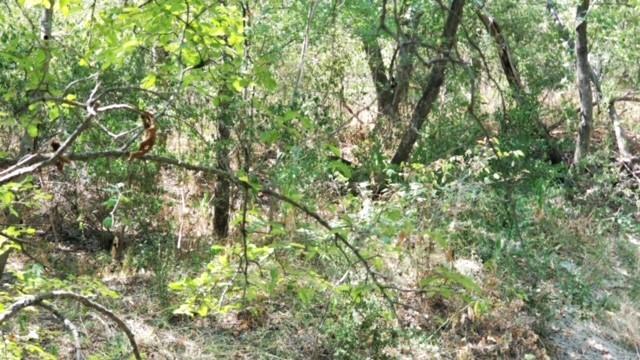 Suburban Estates - Farm