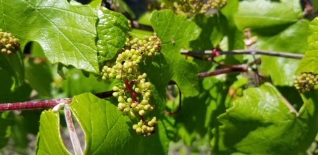 Suburban Estates - Farm