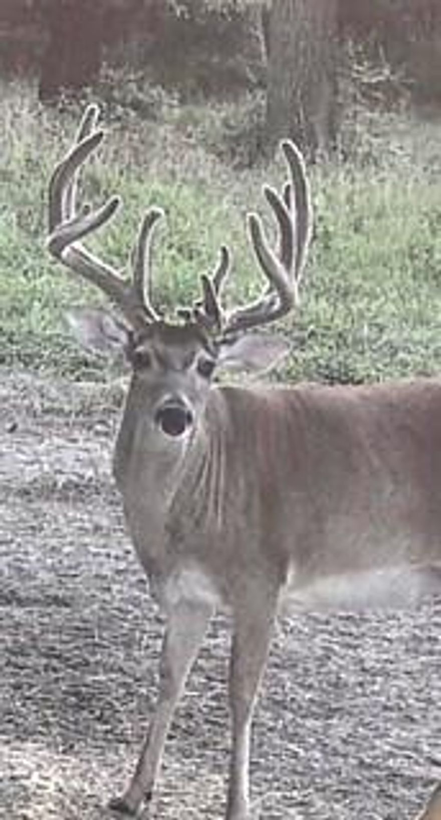 HUNTERS PARADISE! Easily accessible off US Hwy 175, this outstanding hunting property has approx. 1,014 road frontage. The 371.569 acres offers the perfect blend of seclusion, functionality, and natural beauty. As you enter the gate you have a metal equipment shed or barn overlooking a 2.5 acre pond adding both functionally and charm. Throughout the Ranch, you have cut trails guiding you through the beautiful terrain, large live creek, tall pine plantation timber and mature hardwoods. Abundant wildlife, including a healthy population of deer, makes this a hunter’s paradise. Towards the back of the ranch, you will also find 120 feet of elevation change.