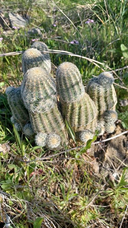 The Hills Above Possum Kingdom - Land