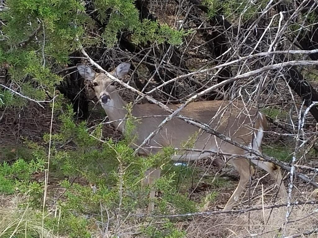 The Hills Above Possum Kingdom - Land