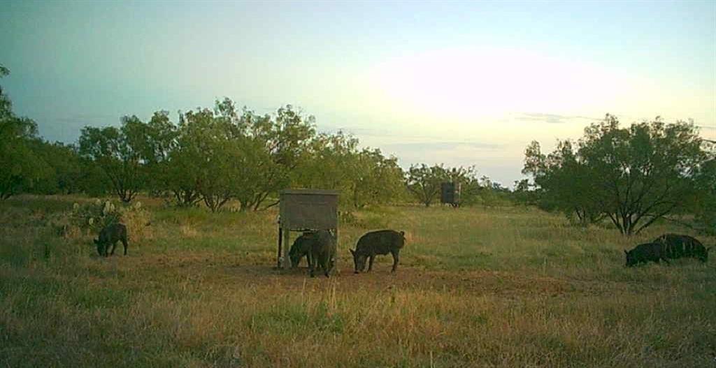 Bayland Orphan Homes Lands Sur - Farm