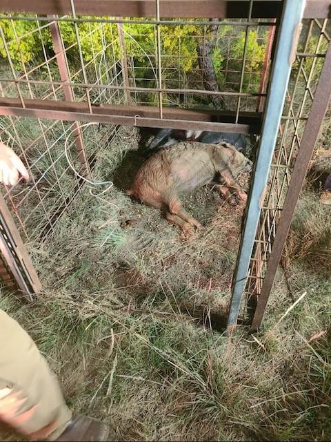 Bayland Orphan Homes Lands Sur - Farm