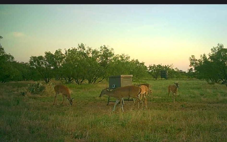 Bayland Orphan Homes Lands Sur - Farm