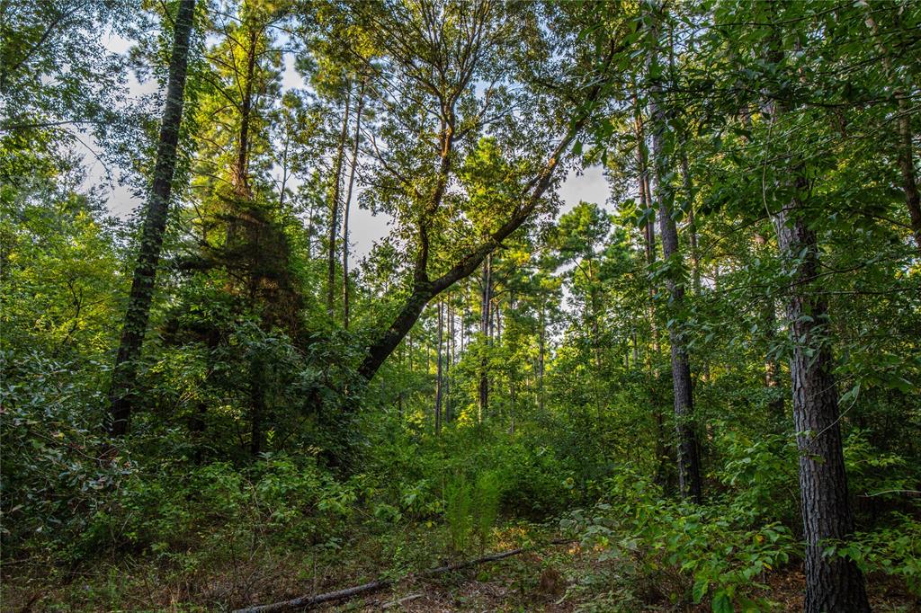 Tract 11 County Road 4222