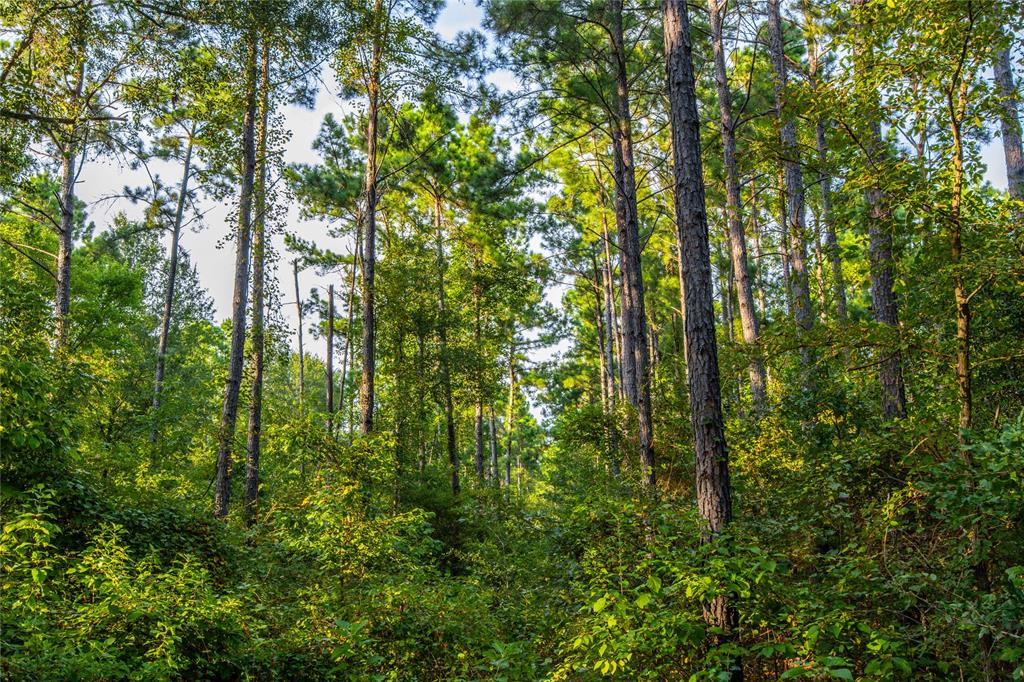Tract 11 County Road 4222