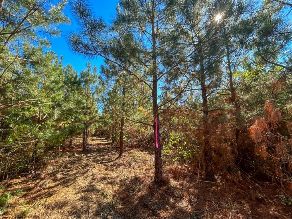 4 County Road 3121