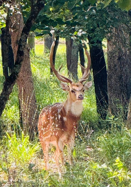 Safari Waters Ranch - Land