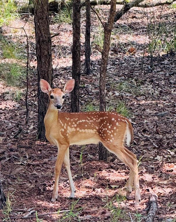 Safari Waters Ranch - Land