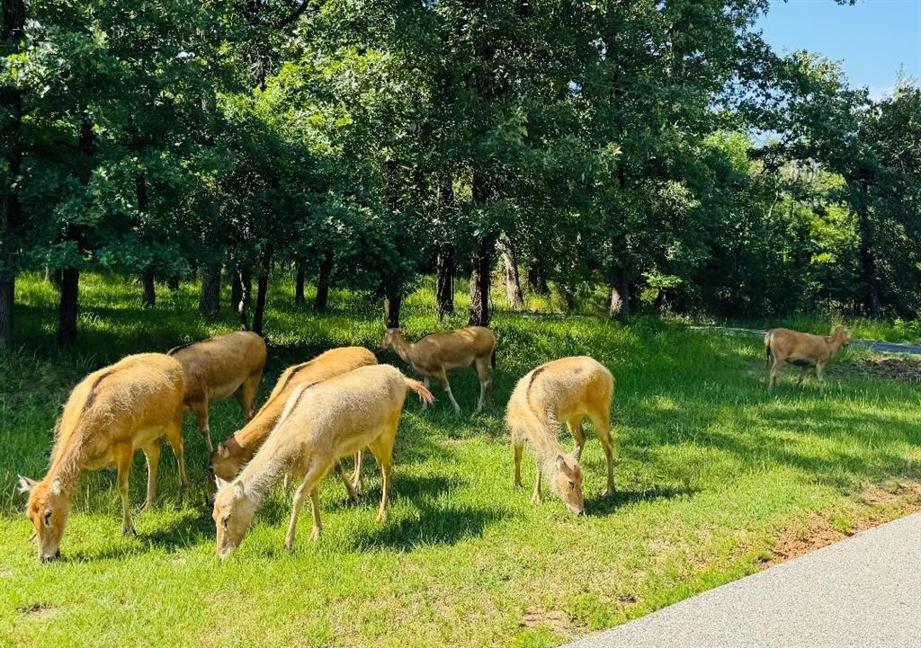 Safari Waters Ranch - Land