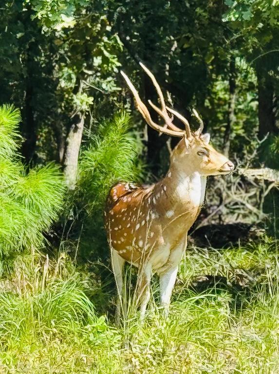Safari Waters Ranch - Land