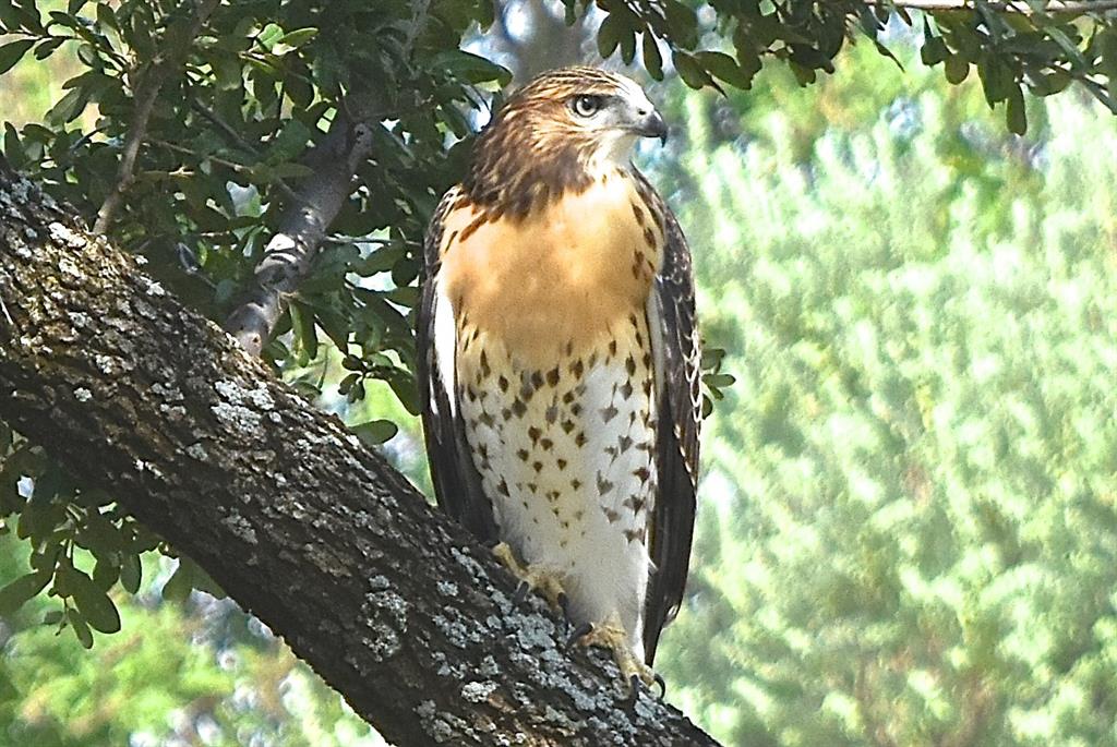 The Hills above PK Lake - Land