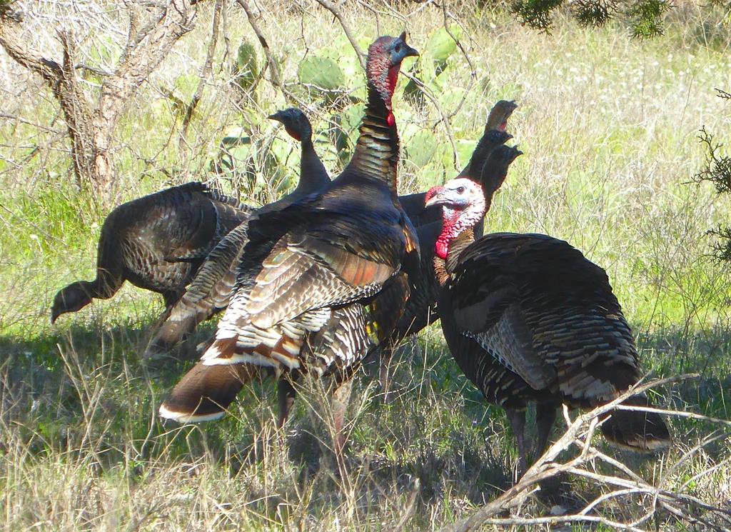 The Hills above PK Lake - Land